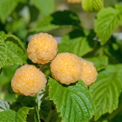 Himbeeren Fallgold - Goldgelb und süß im Garten