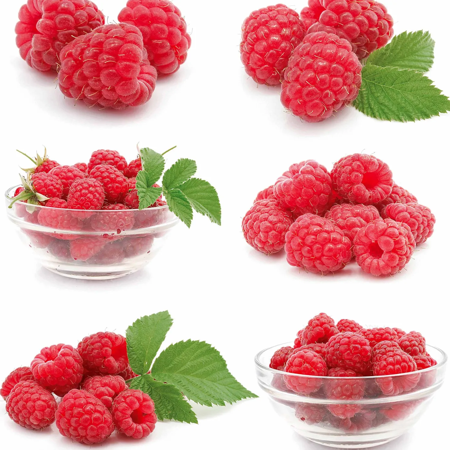 Himbeere Ruby Beauty - Himbeeren ohne Rankhilfe