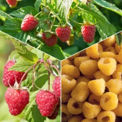 Himbeer-Kollektion ‘Marastar’, ‘Fallgold’, ‘Sumo 2’ (x3) - Himbeertrio, lange Erntezeit