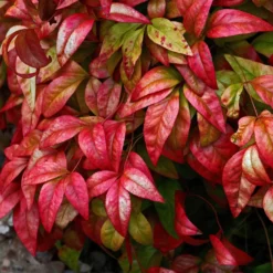 Himmelsbambus 'Blush Pink' - Farbe das ganze Jahr