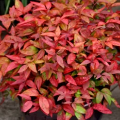 Himmelsbambus 'Blush Pink' - Farbe das ganze Jahr