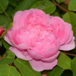 Historische Rose ‘Comte de Chambord’ - Alte Rose, endloser Duft