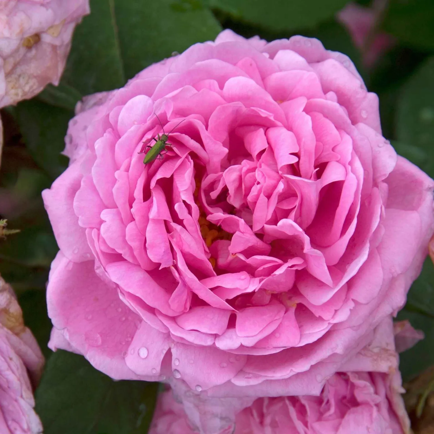Historische Rose ‘Comte de Chambord’ - Alte Rose, endloser Duft
