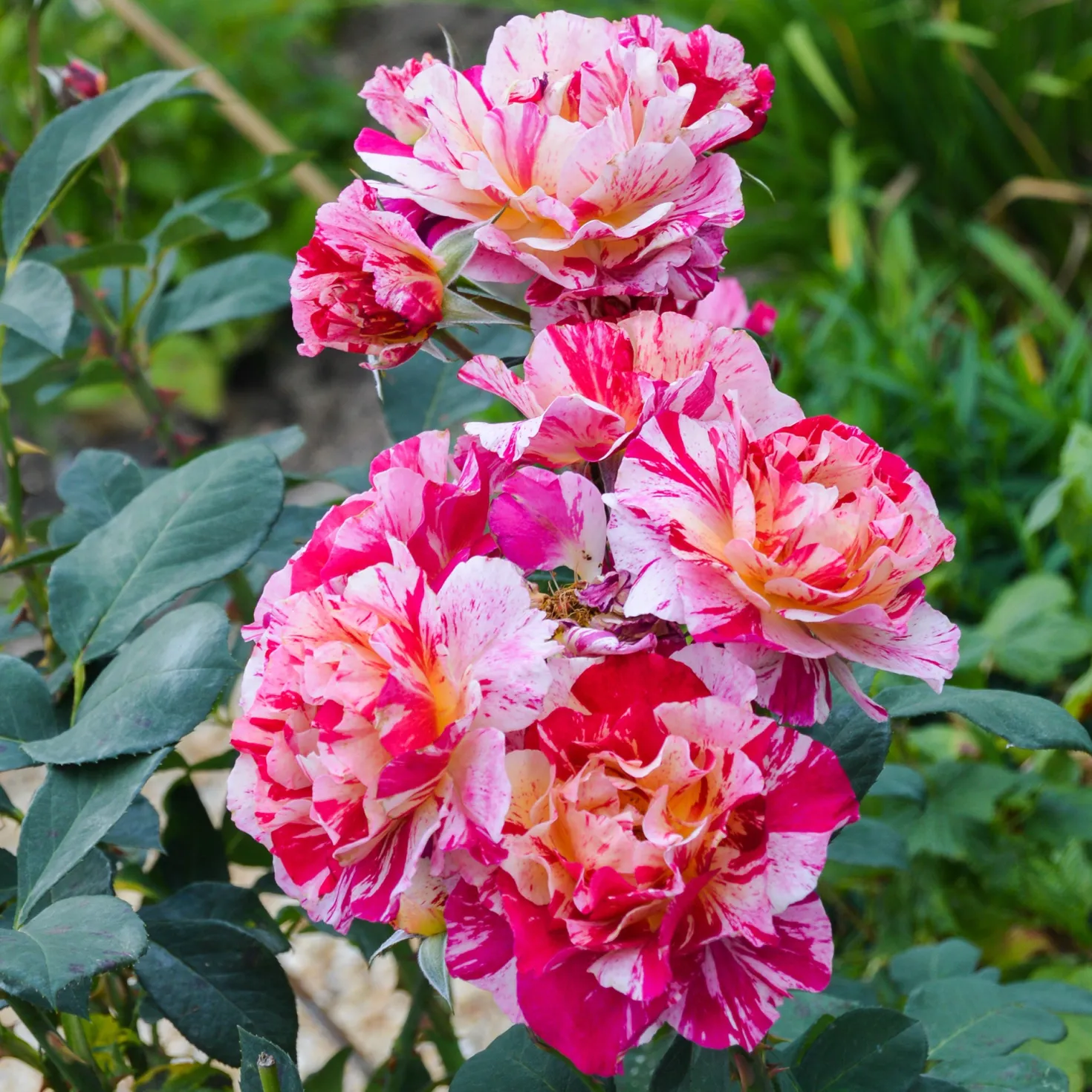 Historische Rose Ferdinand Pichard (Bourbon) - Gestreift, duftend, zeitlos