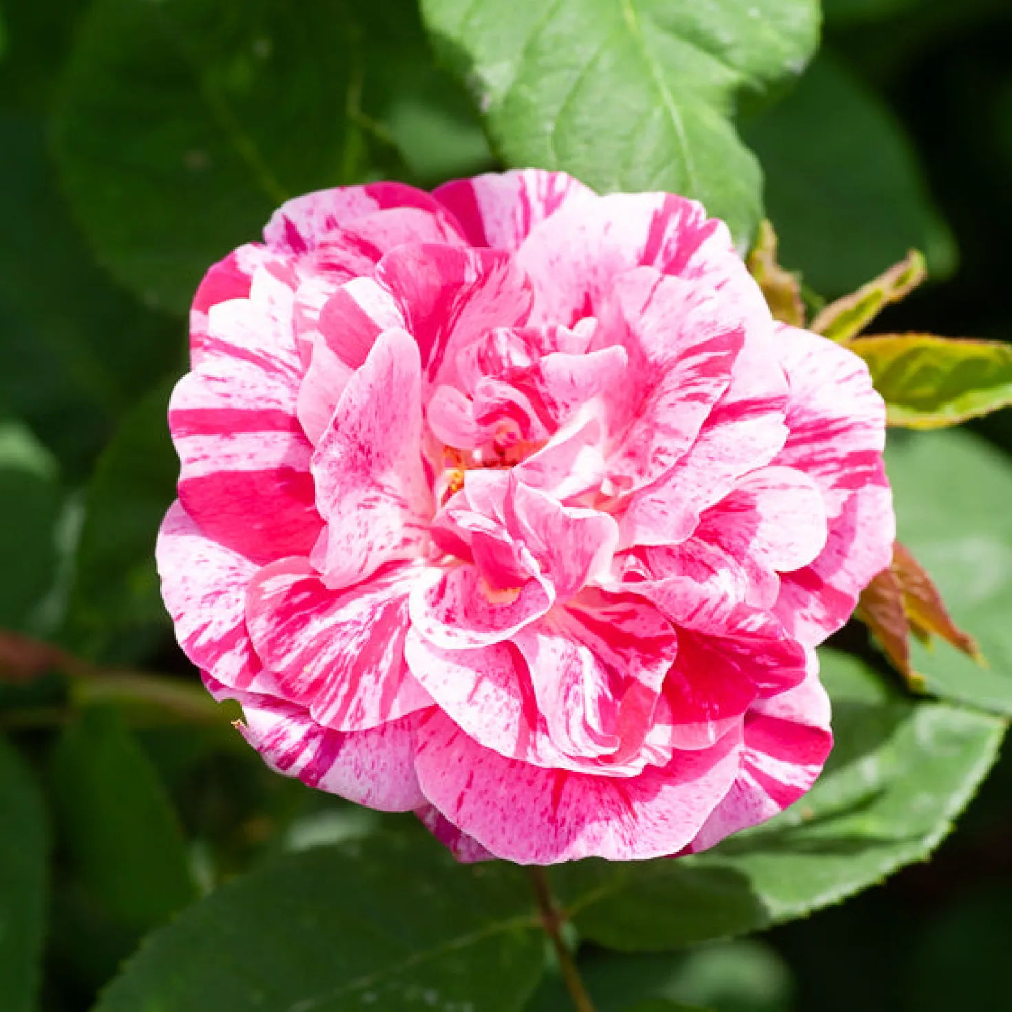 Historische Rose Ferdinand Pichard (Bourbon) - Gestreift, duftend, zeitlos