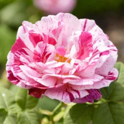 Historische Rose Ferdinand Pichard (Bourbon) - Gestreift, duftend, zeitlos