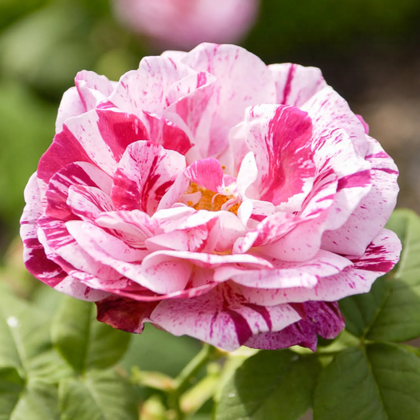 Historische Rose Ferdinand Pichard (Bourbon) - Gestreift, duftend, zeitlos