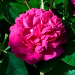 Historische Rose 'Rose de Rescht' - Duft und Blüten den ganzen Sommer