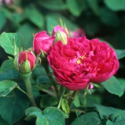 Historische Rose 'Rose de Rescht' - Duft und Blüten den ganzen Sommer