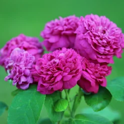 Historische Rose 'Rose de Rescht' - Duft und Blüten den ganzen Sommer