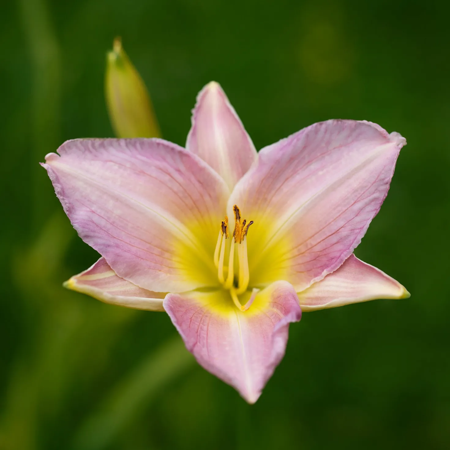 Hémérocalle Catherine Woodbury - Zart rosa Blütentraum