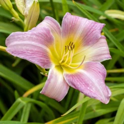 Hémérocalle Catherine Woodbury - Zart rosa Blütentraum