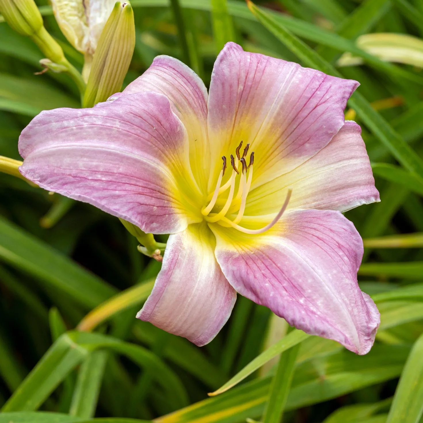 Hémérocalle Catherine Woodbury - Zart rosa Blütentraum