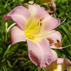 Hémérocalle Catherine Woodbury - Zart rosa Blütentraum