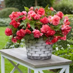 Hänge-Begonie duftend ‘Pink Delight’ (x5) - Duftende Blüten den ganzen Sommer