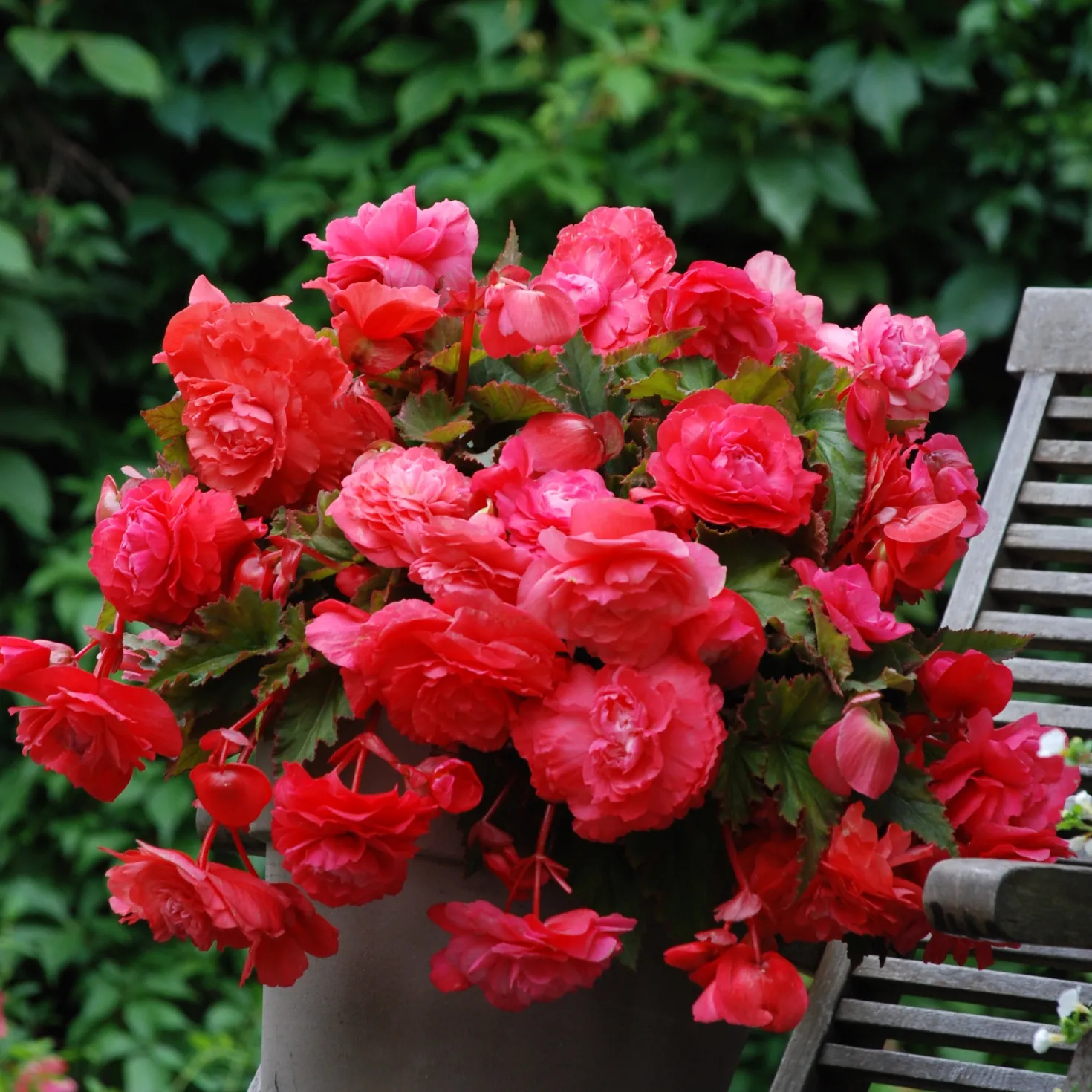 Hänge-Begonie duftend ‘Pink Delight’ (x5) - Duftende Blüten den ganzen Sommer