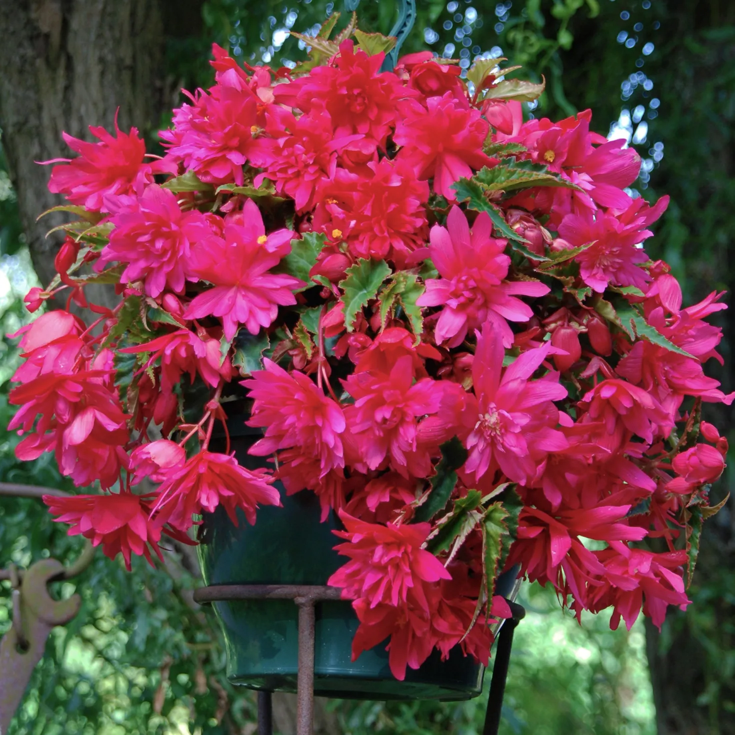 Hänge-Begonie rosa (x5) - Blütenkaskade den ganzen Sommer