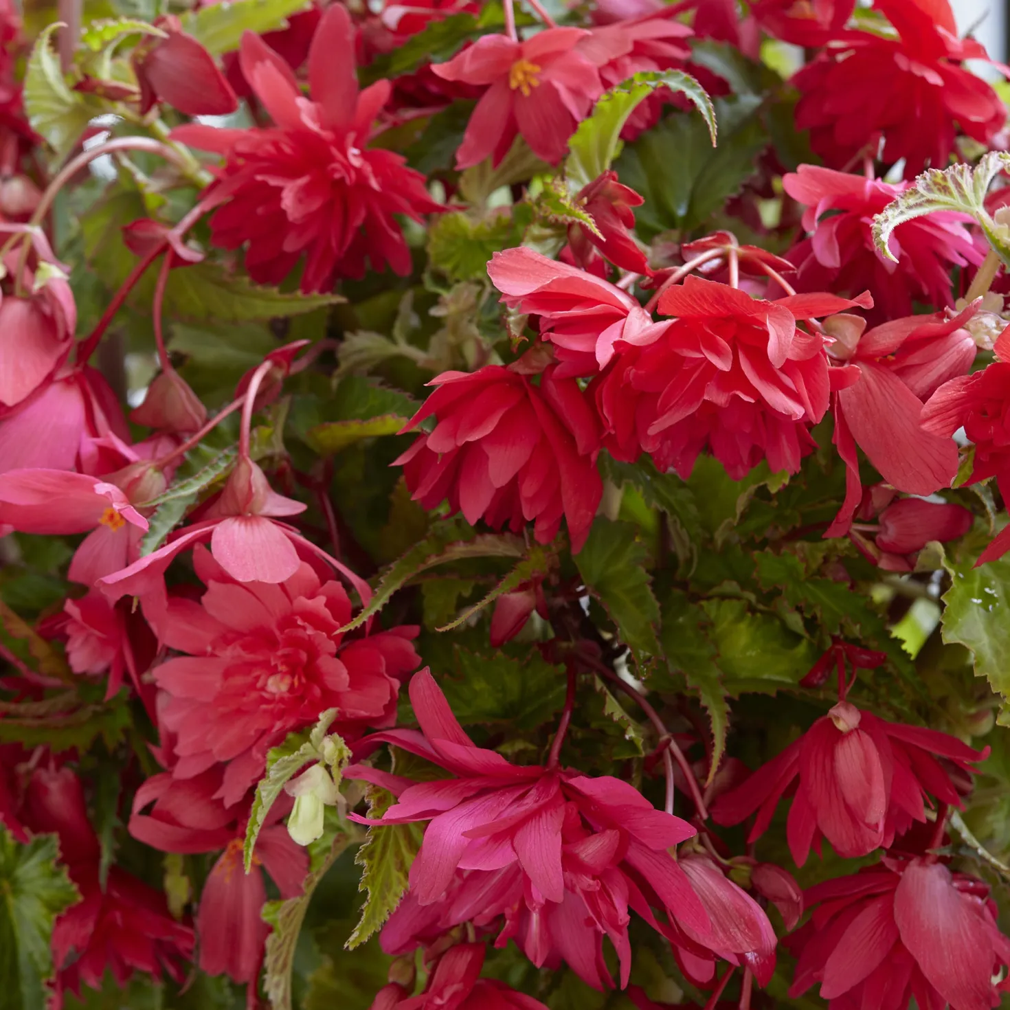 Hänge-Begonie rosa (x5) - Blütenkaskade den ganzen Sommer