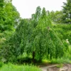 Hänge-Buche - Ein Baum wie ein Wasserfall