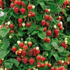 Hängeerdbeere 'Mount Everest' - Erdbeeren aus dem Ampeltopf