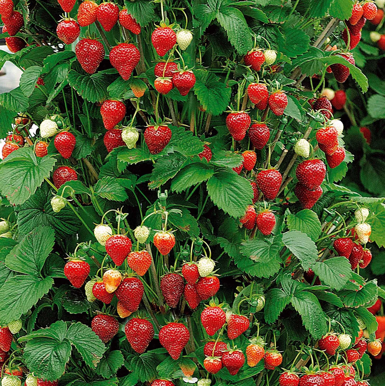 Hängeerdbeere 'Mount Everest' - Erdbeeren aus dem Ampeltopf