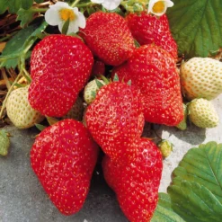 Hängeerdbeere 'Mount Everest' - Erdbeeren aus dem Ampeltopf