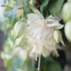 Hänge-Fuchsie 'Pink Marshmallow' - Rosa Blütenwolke am Balkon