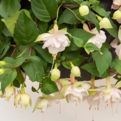 Hänge-Fuchsie 'Pink Marshmallow' - Rosa Blütenwolke am Balkon