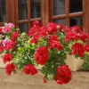 Hängegeranie doppelt rot - Roter Blütenvorhang am Balkon