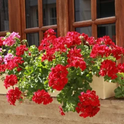 Hängegeranie doppelt rot - Roter Blütenvorhang am Balkon