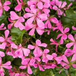 Hängegeranie rosa - Blütenkaskade fürs Geländer