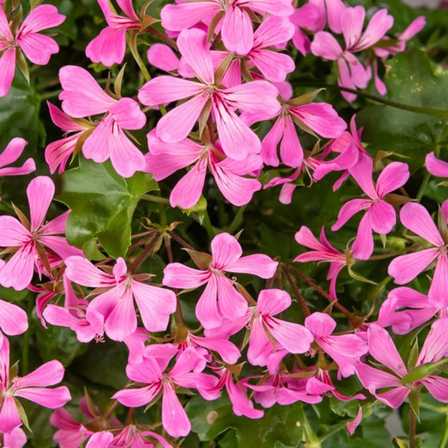 Hängegeranie rosa - Blütenkaskade fürs Geländer