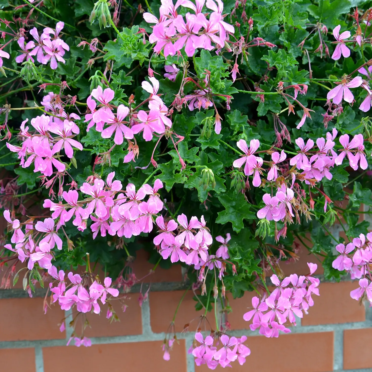 Hängegeranie rosa - Blütenkaskade fürs Geländer