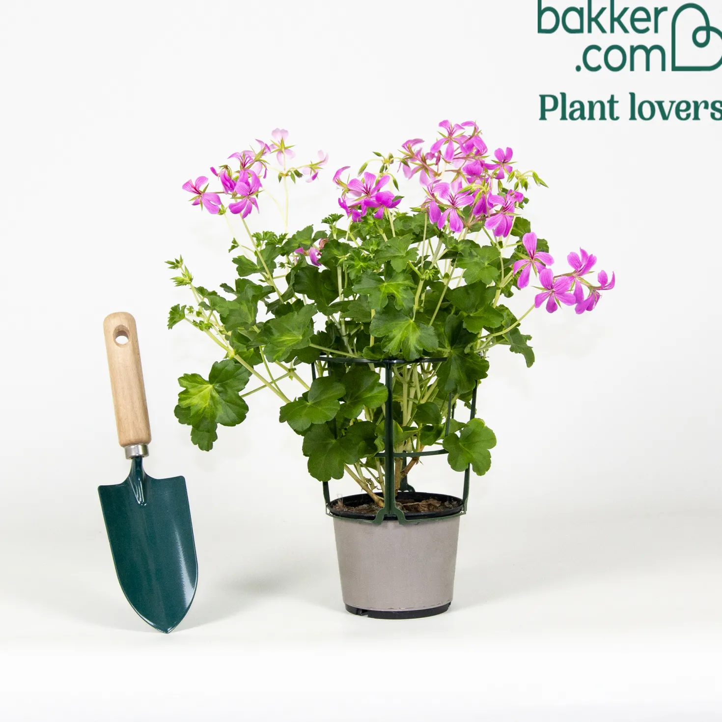 Hängegeranie rosa - Blütenkaskade fürs Geländer