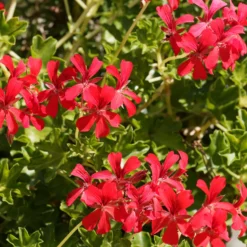 Hängegeranie rot - Roter Balkontraum sofort