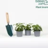 Hängende Fuchsien Bicentennial (x3) - Blütenkaskade den ganzen Sommer