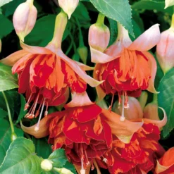 Hängende Fuchsien Bicentennial (x3) - Blütenkaskade den ganzen Sommer