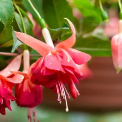 Hängende Fuchsien Bicentennial (x3) - Blütenkaskade den ganzen Sommer