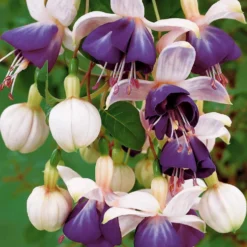 Hängende Fuchsien Blue Angel (x3) - Blütenkaskade für den Balkon