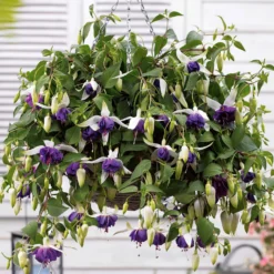 Hängende Fuchsien Blue Angel (x3) - Blütenkaskade für den Balkon