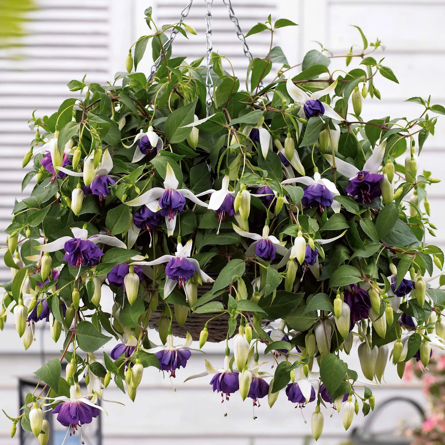 Hängende Fuchsien Blue Angel (x3) - Blütenkaskade für den Balkon