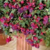 Hängende Fuchsien Dark Eyes (x3) - Sofort blühender Ampel-Effekt