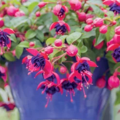 Hängende Fuchsien Dark Eyes (x3) - Sofort blühender Ampel-Effekt