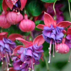 Hängende Fuchsien Dark Eyes (x3) - Sofort blühender Ampel-Effekt