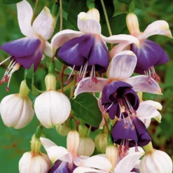 Hängende Fuchsien Mischung (Bicentennial, Blue Angel, Swingtime) (x6) - Farbenpracht für den Schatten