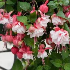 Hängende Fuchsien Mischung (Bicentennial, Blue Angel, Swingtime) (x6) - Farbenpracht für den Schatten