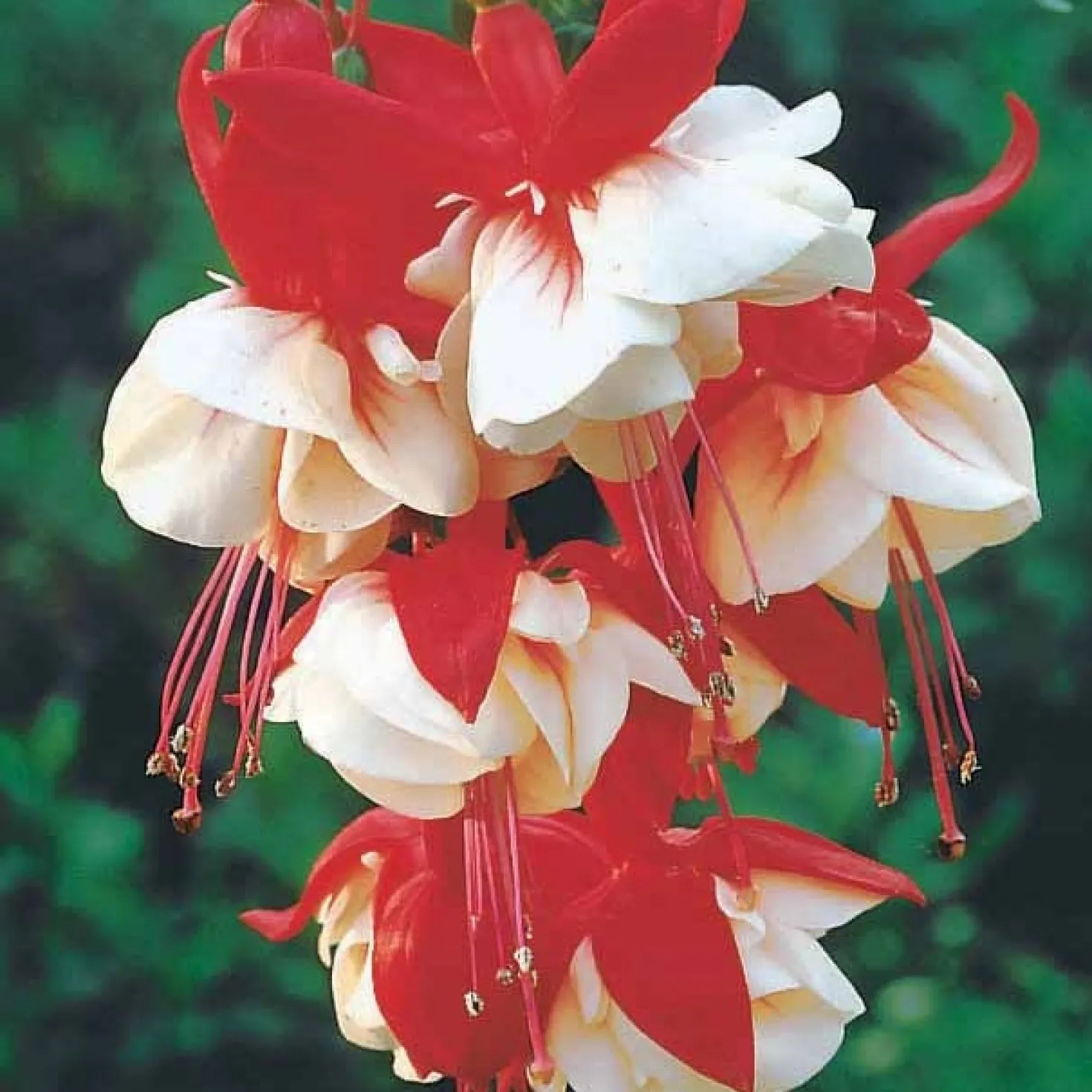 Hängende Fuchsien Mischung (Bicentennial, Blue Angel, Swingtime) (x6) - Farbenpracht für den Schatten