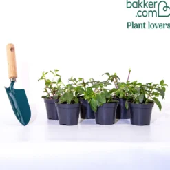 Hängende Fuchsien Mischung (Bicentennial, Blue Angel, Swingtime) (x6) - Farbenpracht für den Schatten