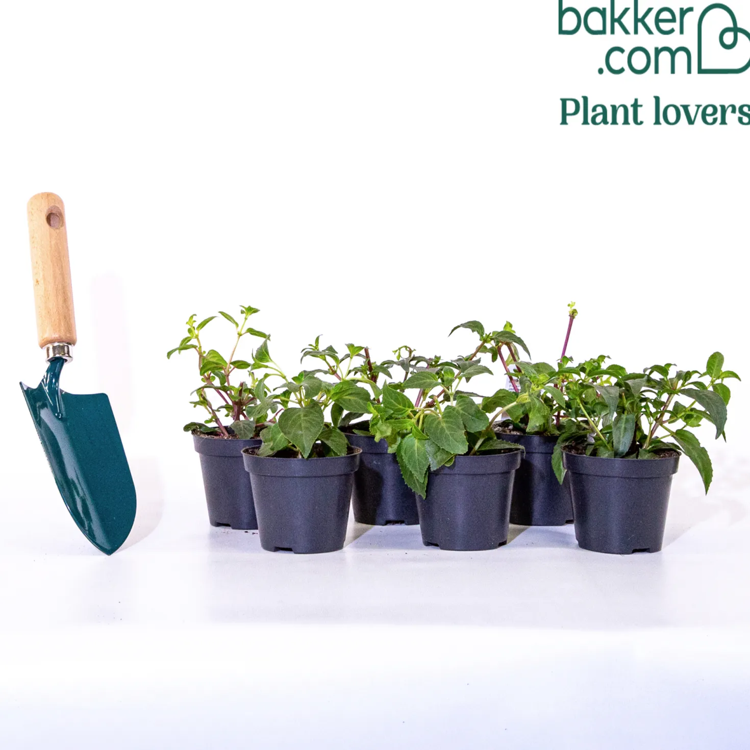 Hängende Fuchsien Mischung (Bicentennial, Blue Angel, Swingtime) (x6) - Farbenpracht für den Schatten