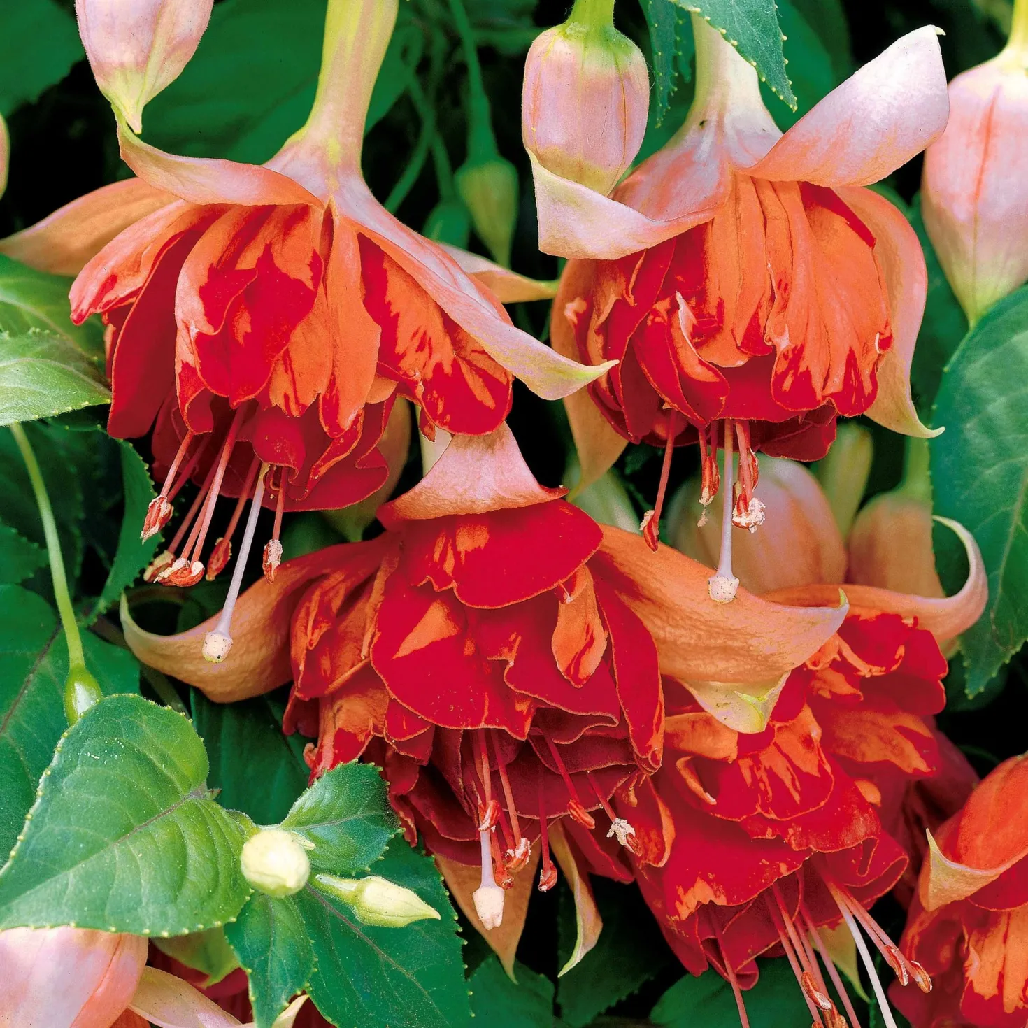 Hängende Fuchsien Mischung (Bicentennial, Blue Angel, Swingtime) (x6) - Farbenpracht für den Schatten